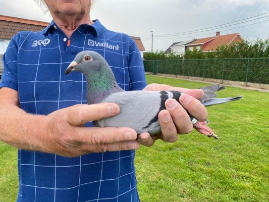 National winner Argenton IV Old birds Andre Roodhooft